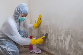 Why You Should Choose Our Mold Remediation Services in Fremont Hills, MO